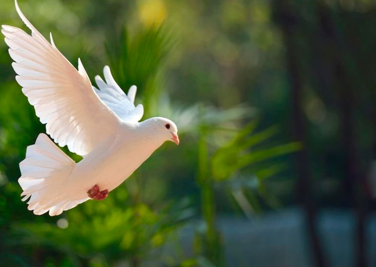 Jornada de oración en el día de todos los Santos